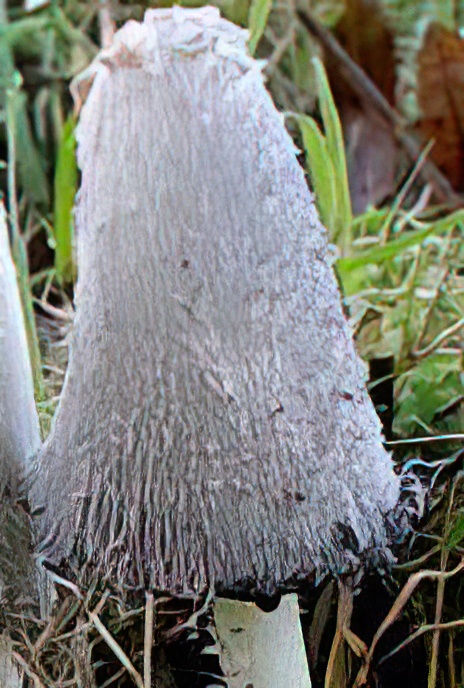 Shaggy Inkcap or Lawyer’s Wig