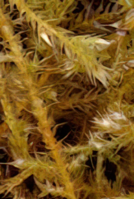 Creeping Feather Moss