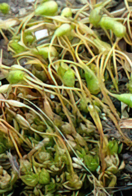 Fire or Twisted or Cord Moss