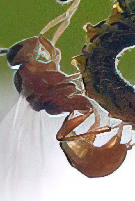 Parasitic Wasp on Birch Sawfly Larva