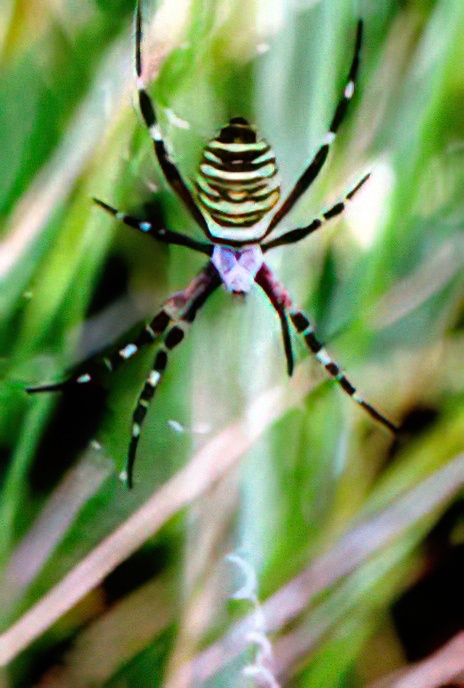 Wasp Spider (1.adult female 2.male and female 3 & 4. juvenile female)