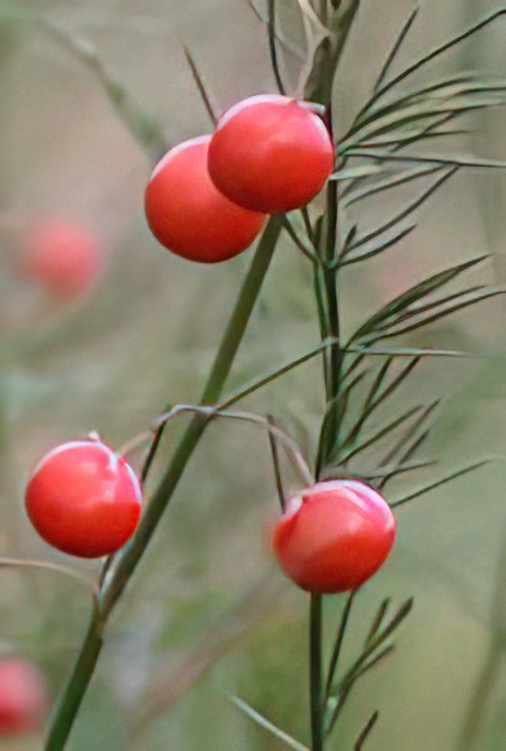 Asparagus (female plant in Fruit)