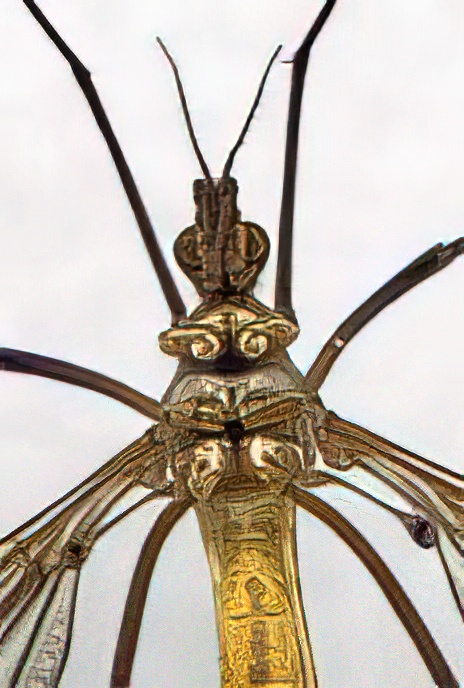 Spotted Crane Fly