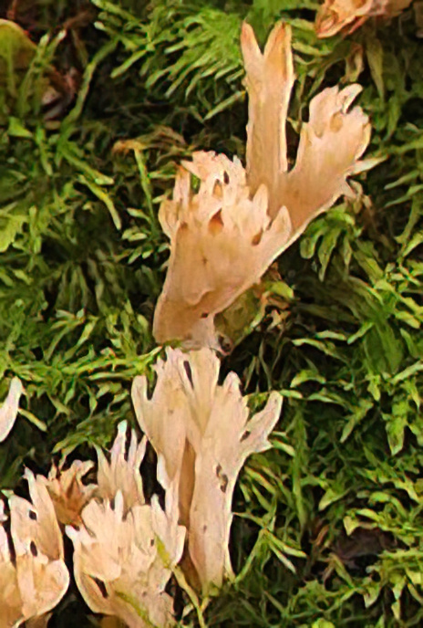Leafy Coral Fungus