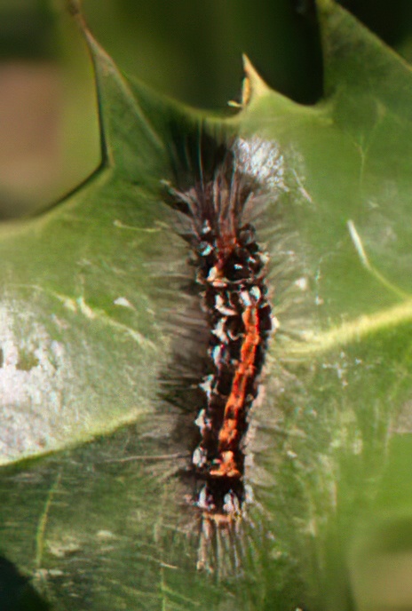 Yellow-tail Moth (caterpillar)