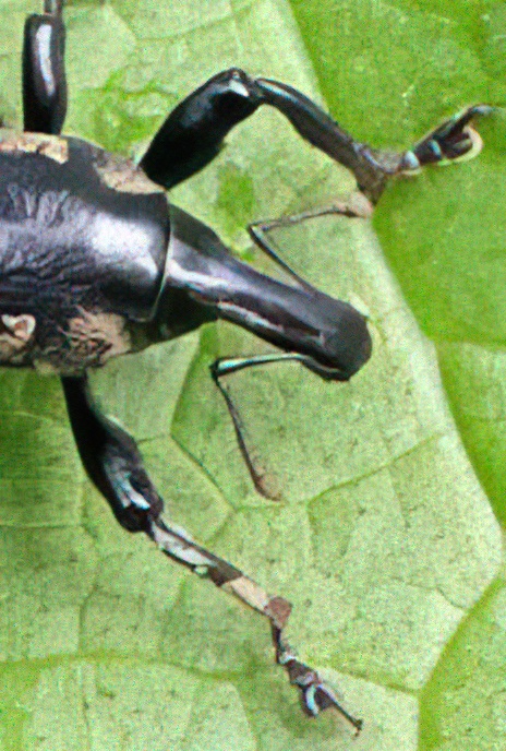 Weevil or Snout Beetle
