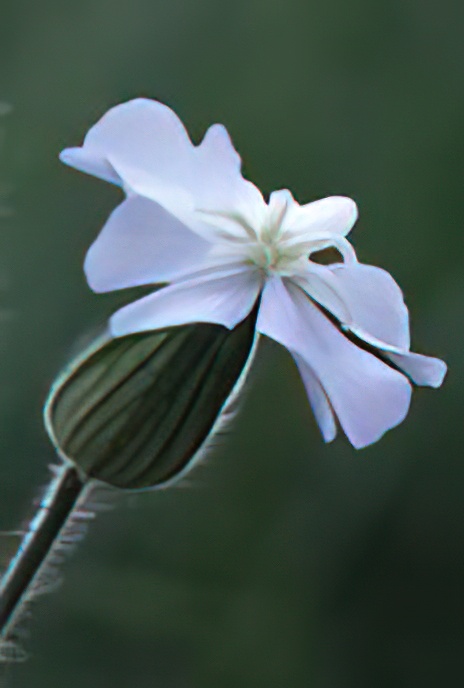 White Campion (and hybrids with Red Campion)