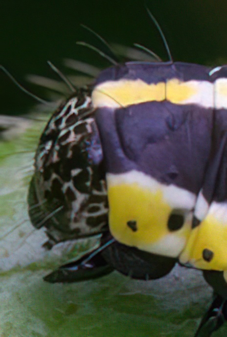 Hooded Owlet Moth (caterpillar)