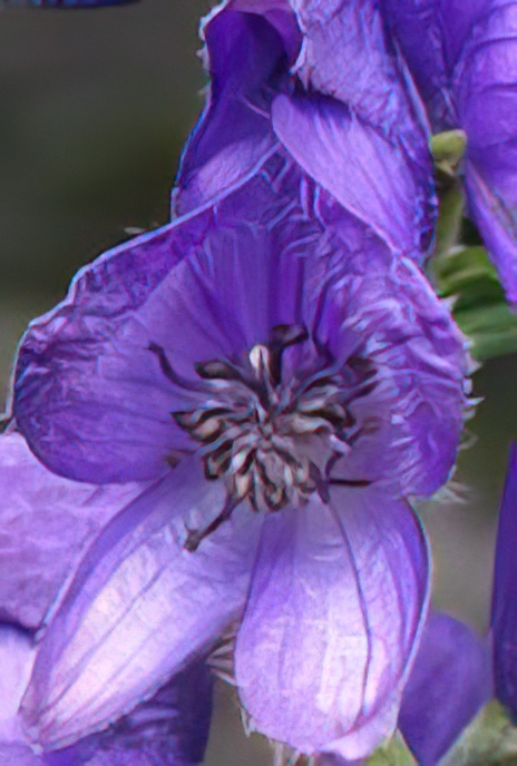 Common Monkshood