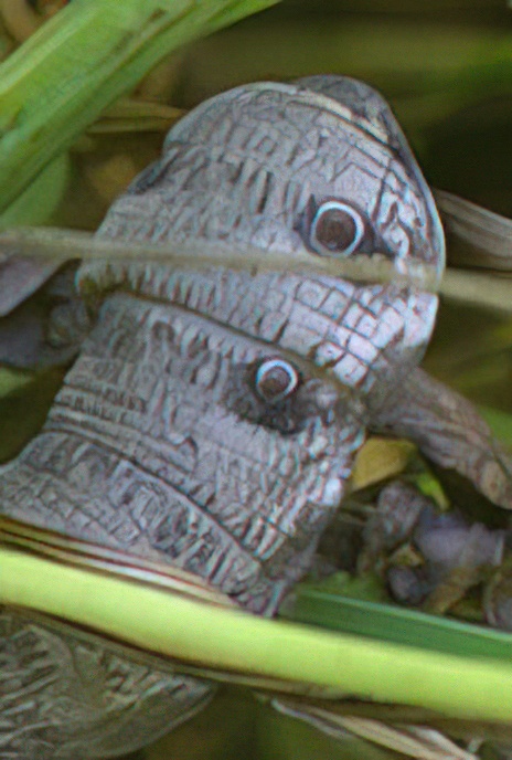 Small Elephant Hawk Moth
