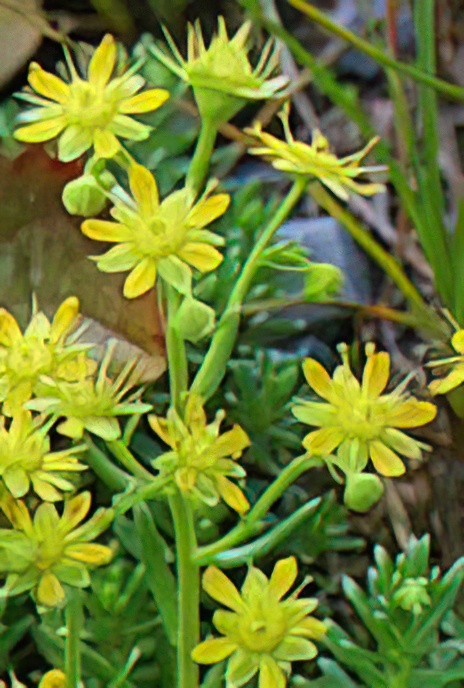 Yellow Mountain Saxifrage