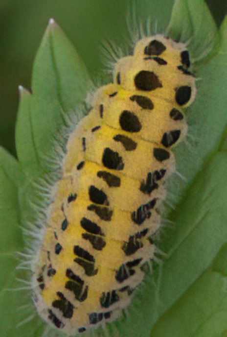 Six-spot Burnet (caterpillar)
