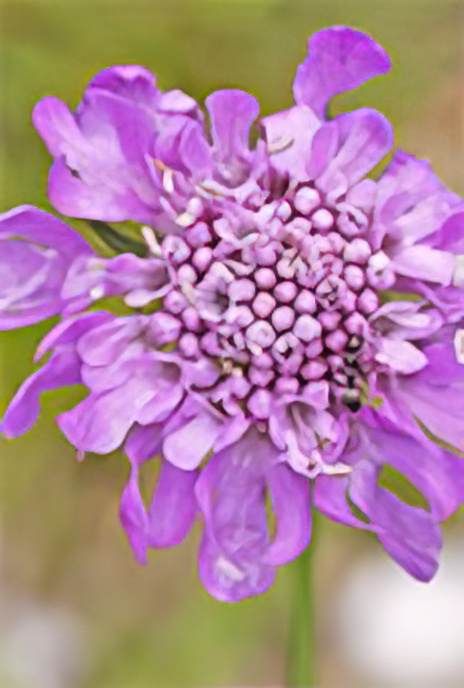 Small Scabious (pink form)