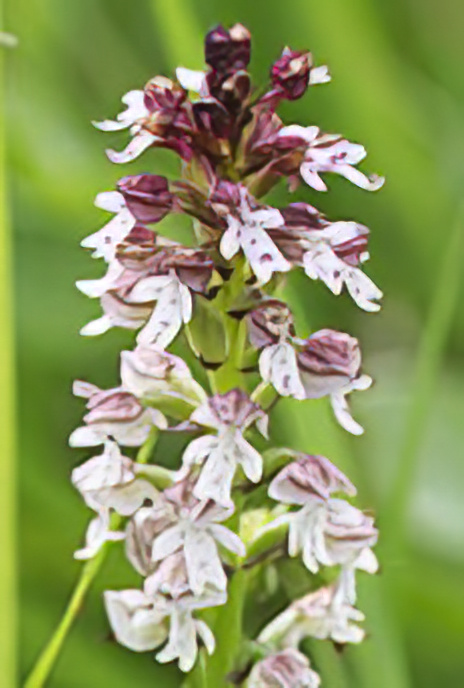 Burnt-tipped Orchid