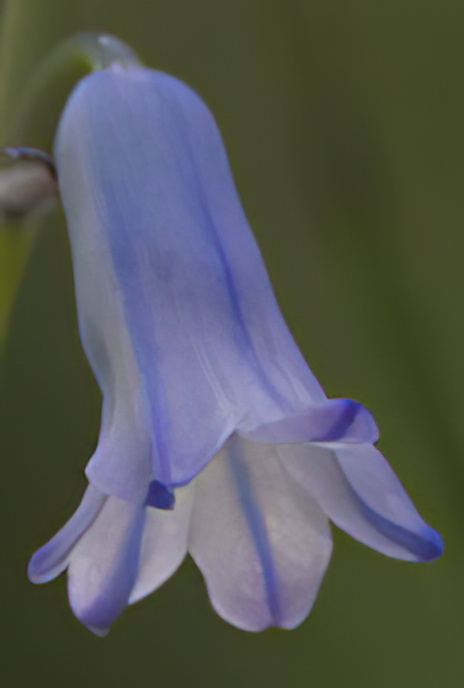 Pyrenean Hyacinth