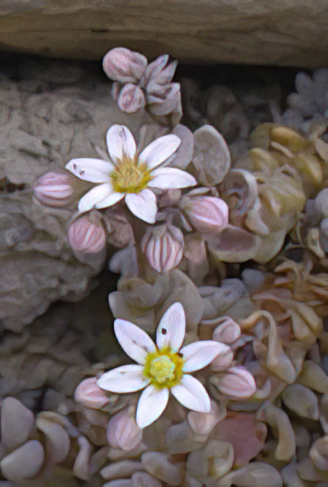 Thick-leaved Stonecrop
