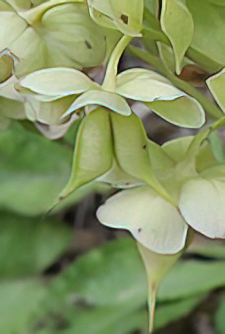 Green Hellebore or Bear’s Foot