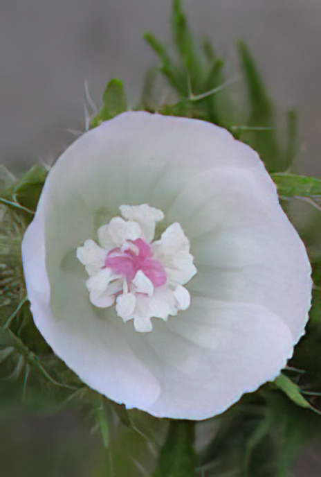 Hairy or Rough Mallow