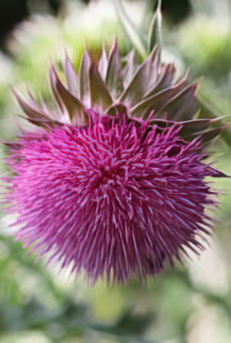 Musk Thistle or Nodding Thistle