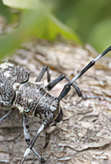 Wood-boring Longhorn Beetle