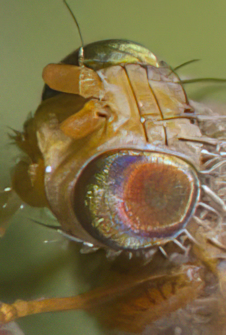 Fruit Fly (Picture Wing Fly)