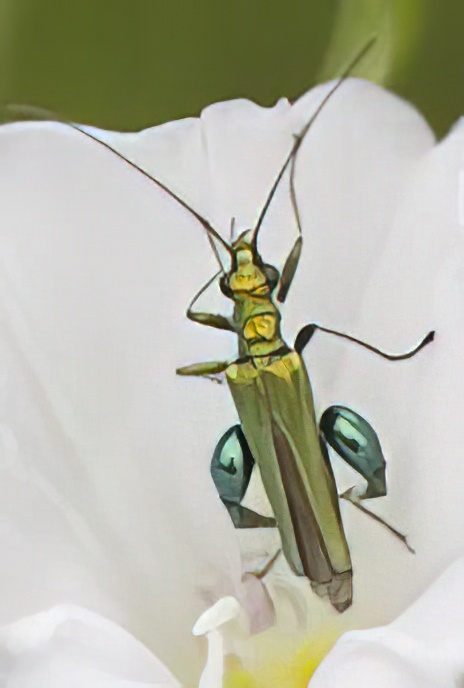 Thick-kneed Flower Beetle
