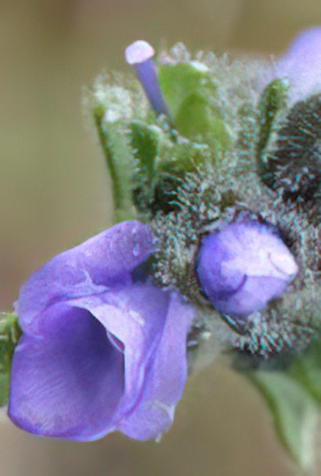Alpine Speedwell