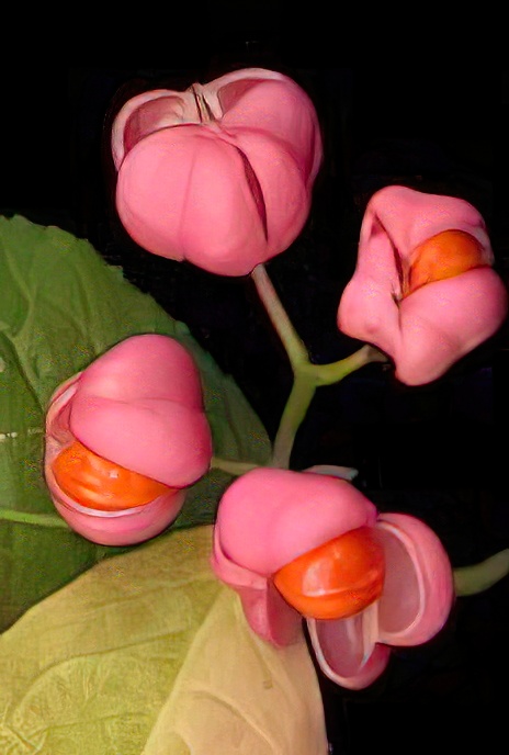 Spindle (flower and Fruit)