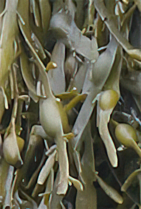 Egg or Knotted Wrack