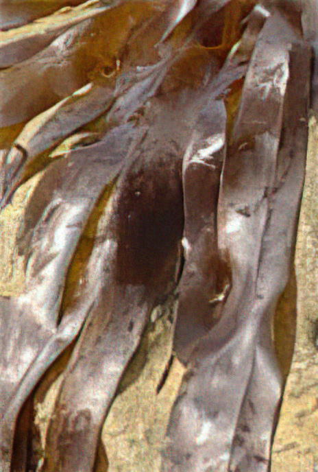 Oarweed (kelp)