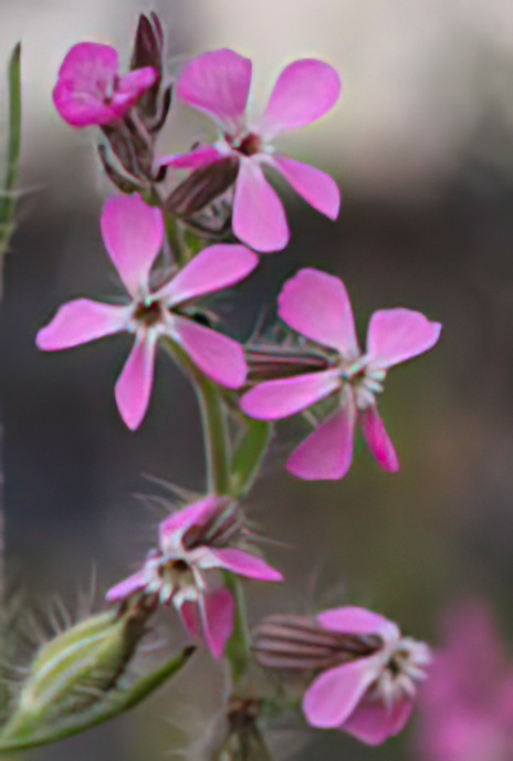 Small-flowered Catchfly (pink variety)