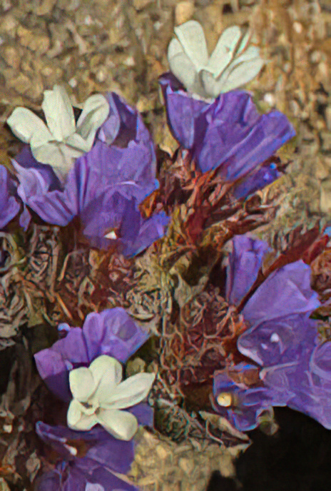 Wavyleaf Sea-lavender