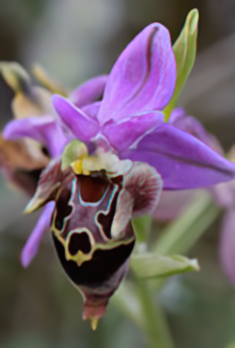 Marengo Orchid