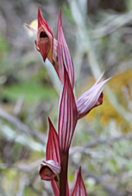 Ploughshare Tongue Orchid