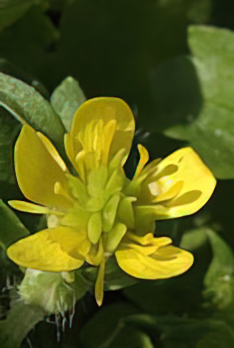 Spiney-fruited Buttercup