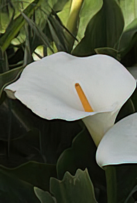 Easter Lily or Lily of the Nile