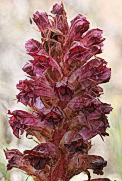 Red or Purple Broomrape