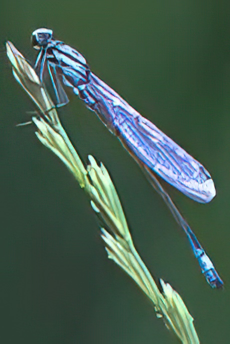 Blue-tailed  Damsel Fly