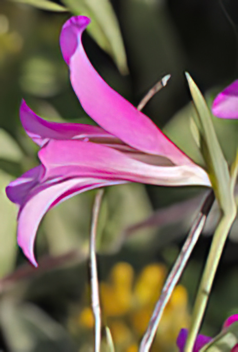 Field Gladiolus or Sword Lily