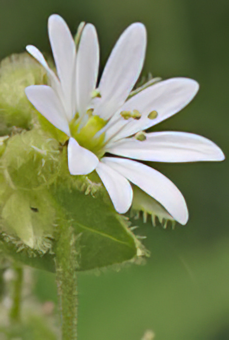 Southern Chickweed
