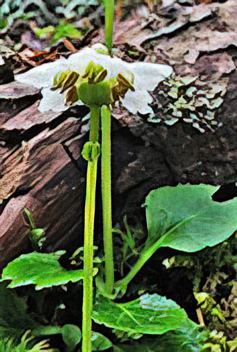 One-flowered Wintergreen