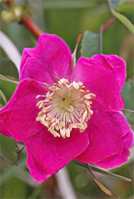 Alpine Rose