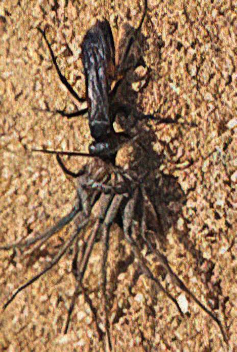 Black-banded Spider Wasp