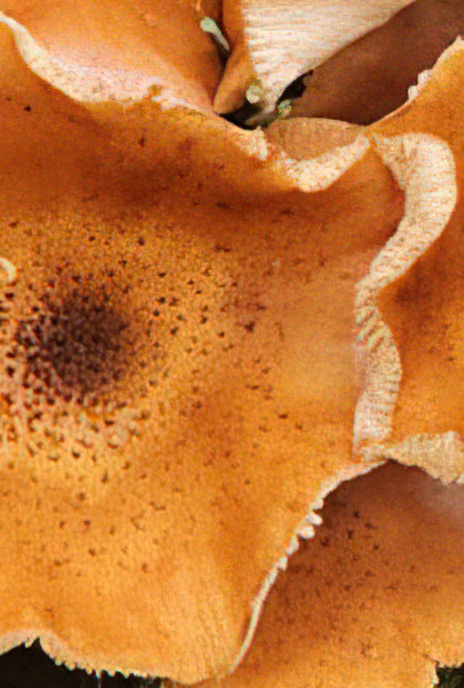 Honey or Boot-lace Fungus