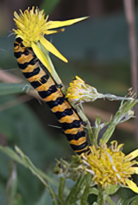 Cinnabar Moth (caterpillar)