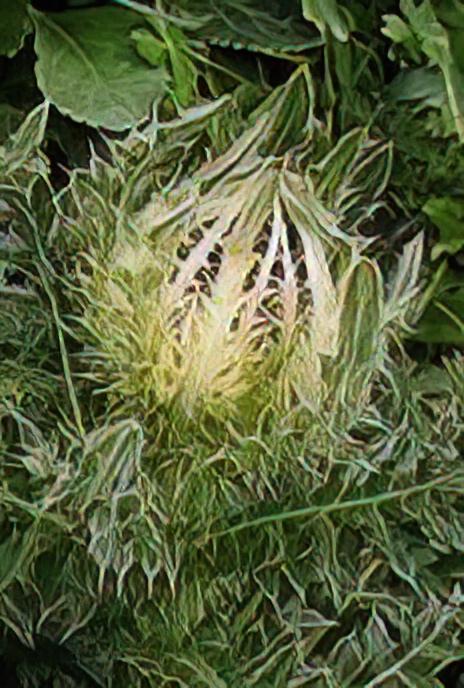 Spiniest Thistle