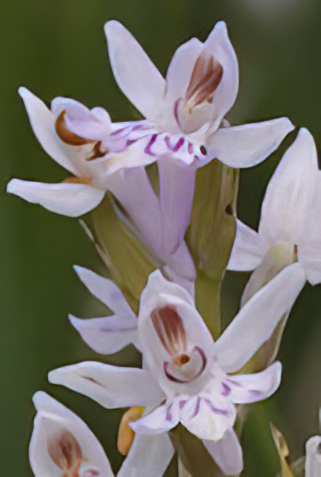 Common Spotted Orchid