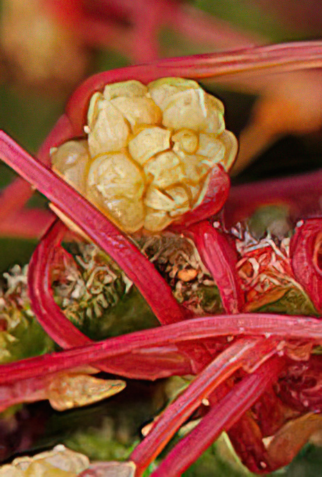 Red or Small-seed Dodder