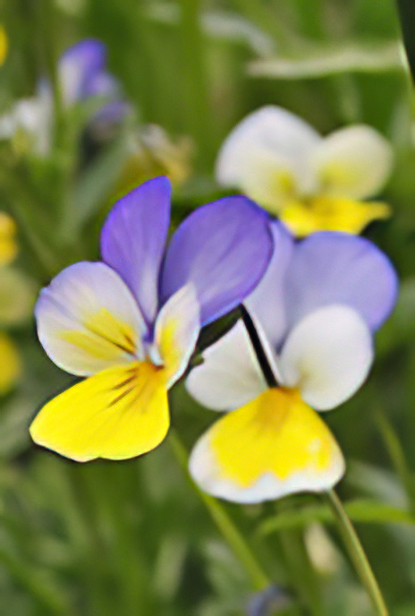 Wild Pansy or Heartsease