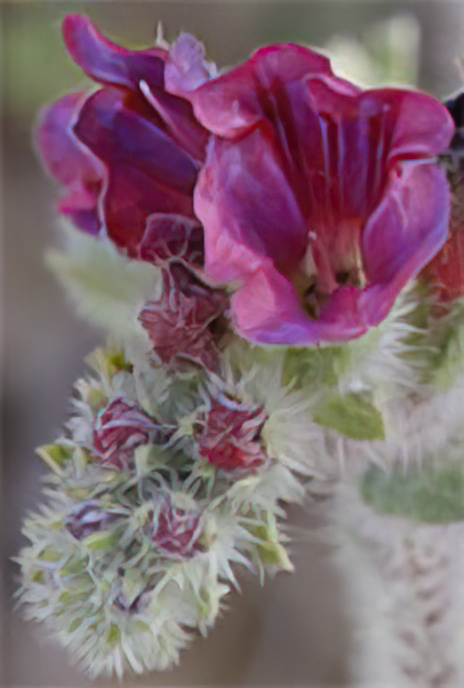 Red or Narrow-leaved Bugloss